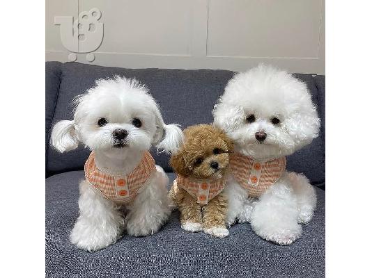 PoulaTo: Maltese Puppies